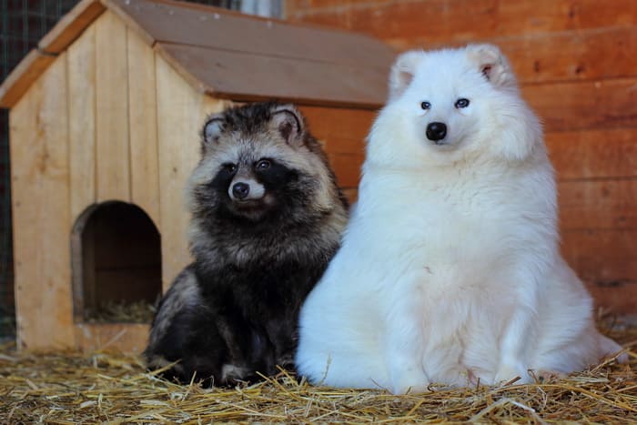 Енотовидная собака