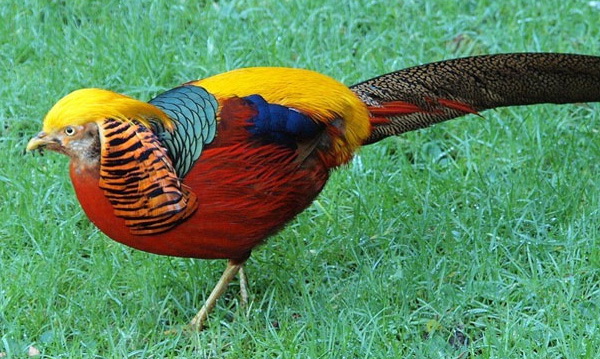 Золотой фазан