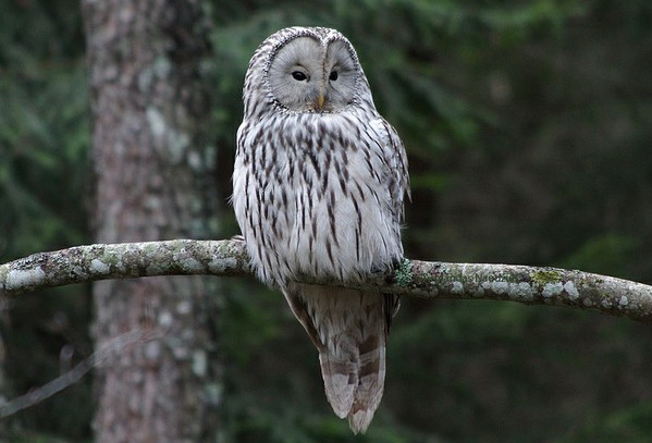 Длиннохвостая неясыть