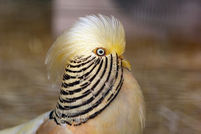 Лимонный фазан