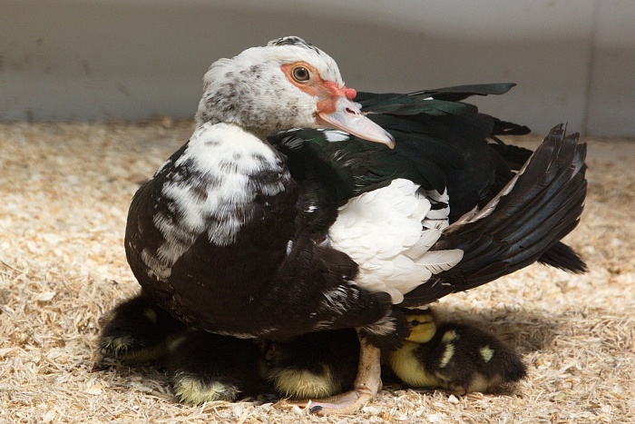 Мускусная утка