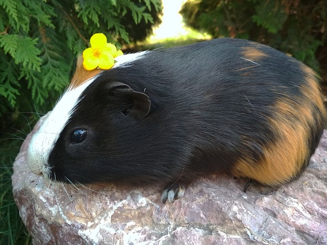 Морская свинка