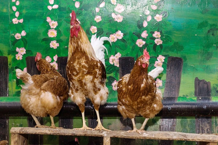 Курица домашняя