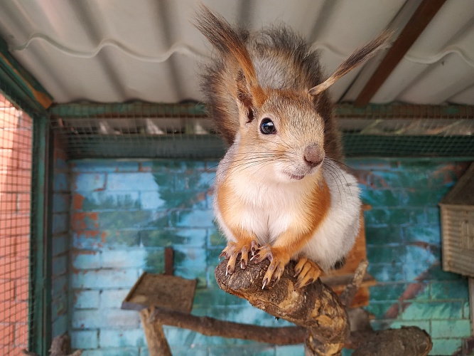 Белка обыкновенная