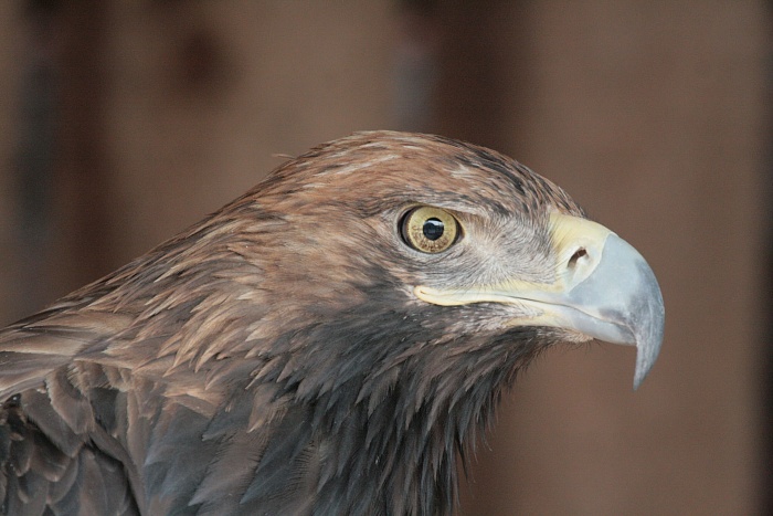 Орел-могильник