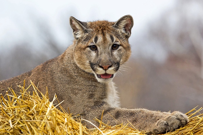 Канадская пума