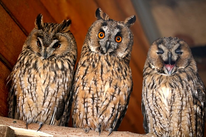 Ушастая сова