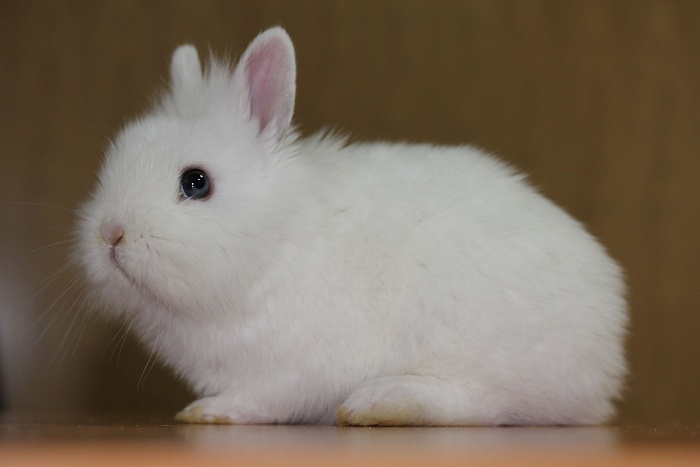 Кролик домашний