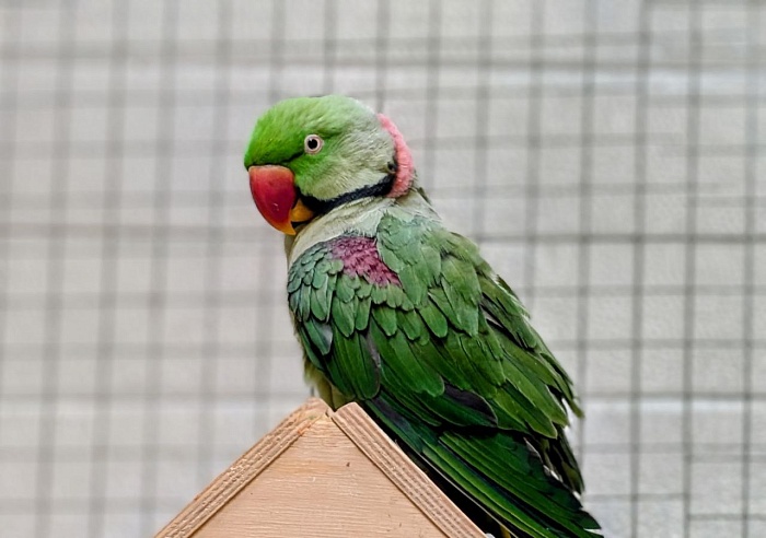Александров кольчатый попугай