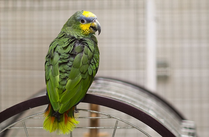 Венесуэльский амазон