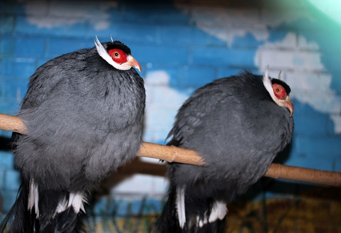 Ушастый фазан