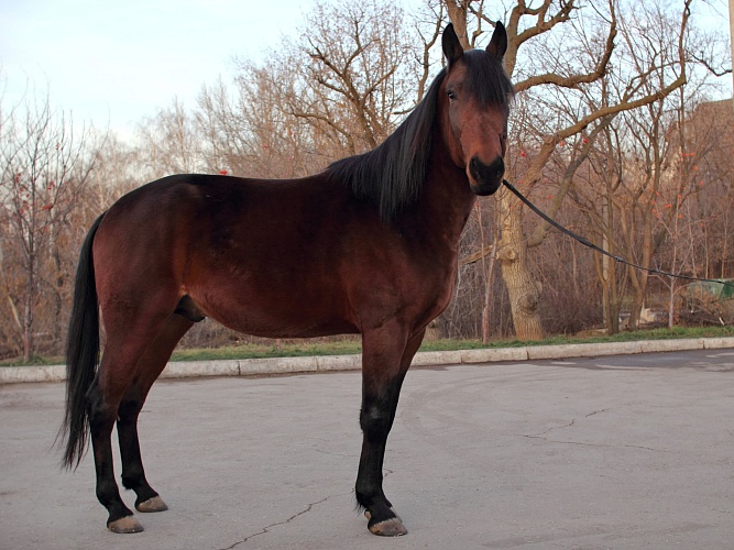 Домашняя лошадь