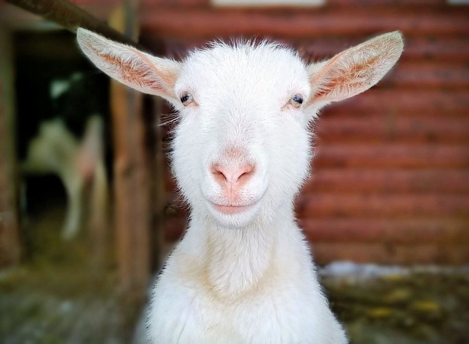 Коза домашняя