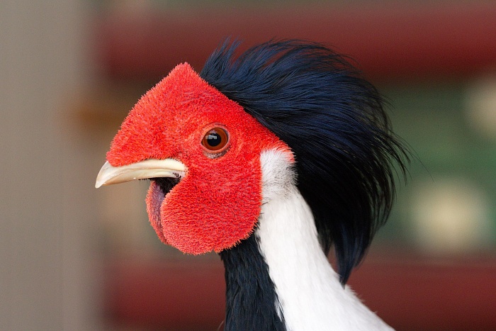 Серебряный фазан