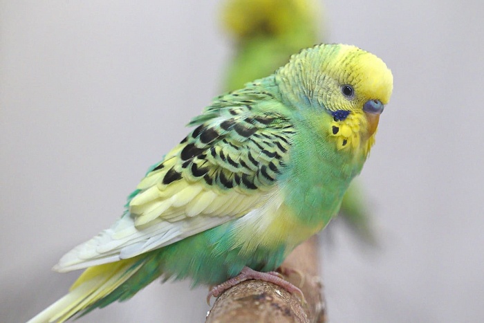 Волнистый попугайчик