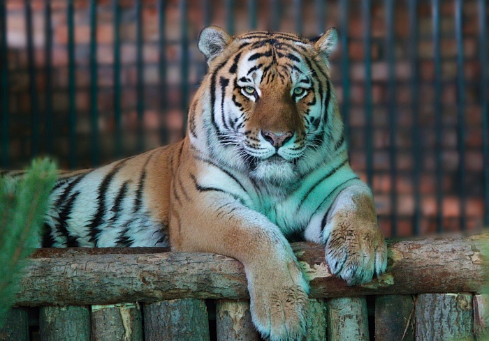 Амурский тигр