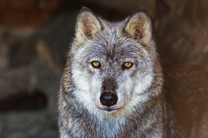 Канадский волк