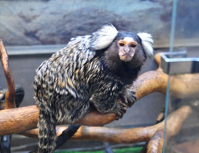 Игрунка обыкновенная