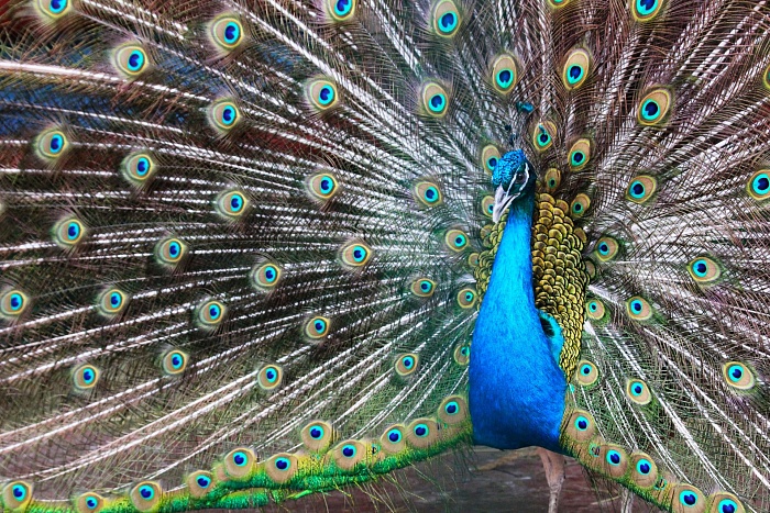 Индийский павлин