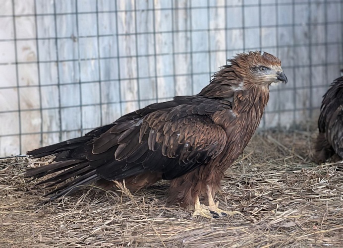 Черный коршун