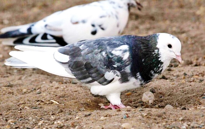 Сизый голубь