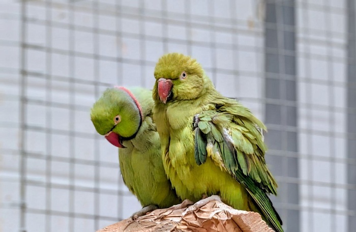 Ожереловый попугай