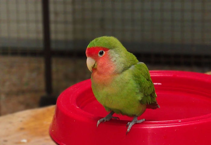 Розовощекий неразлучник