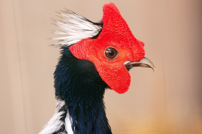 Фазан Свайно