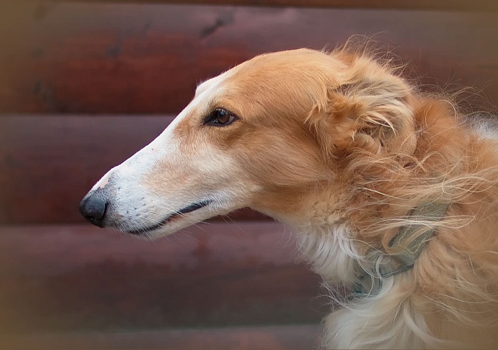 Русская псовая борзая