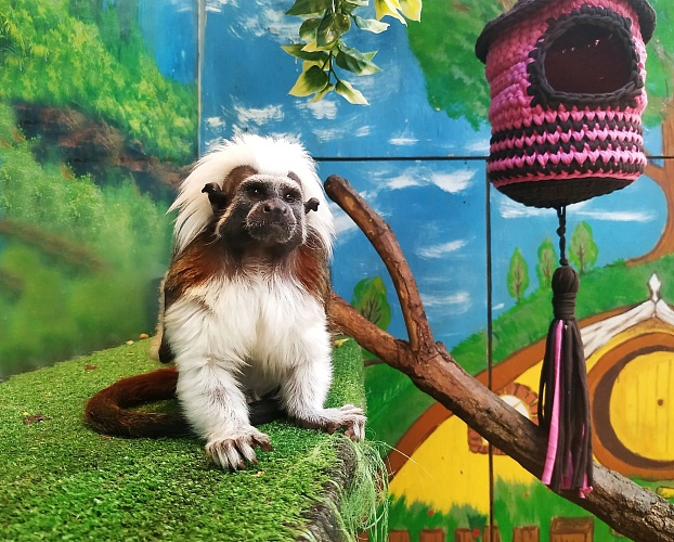 Эдипов тамарин