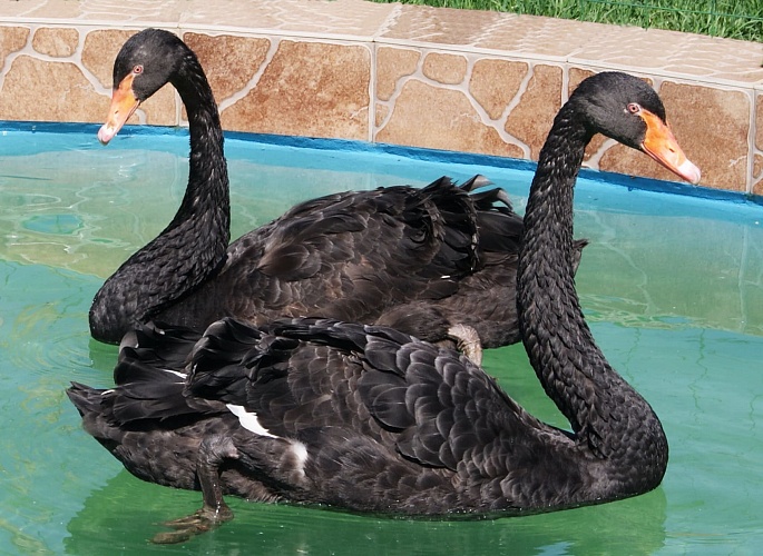 Черный лебедь