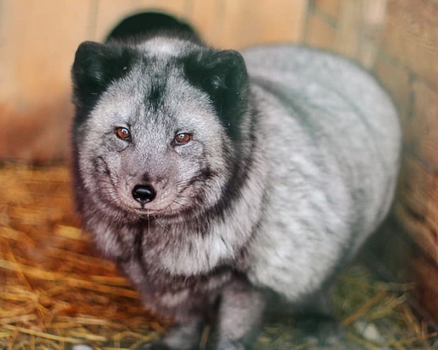 Песец вуалевый