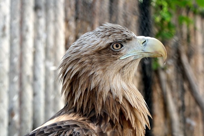 Орлан-белохвост