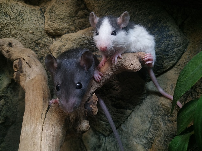 Крыса декоративная