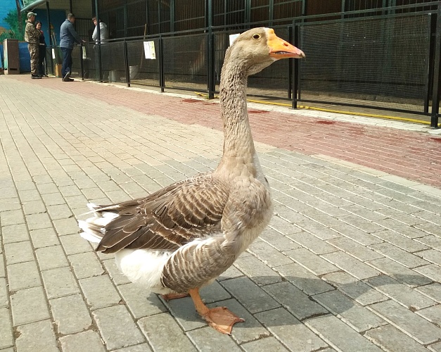 Домашний гусь