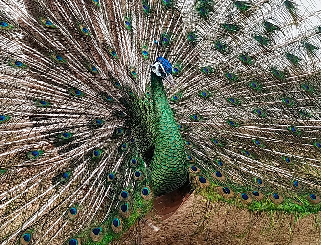 Яванский павлин