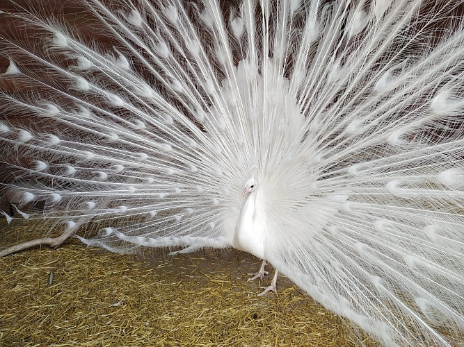 Белый павлин