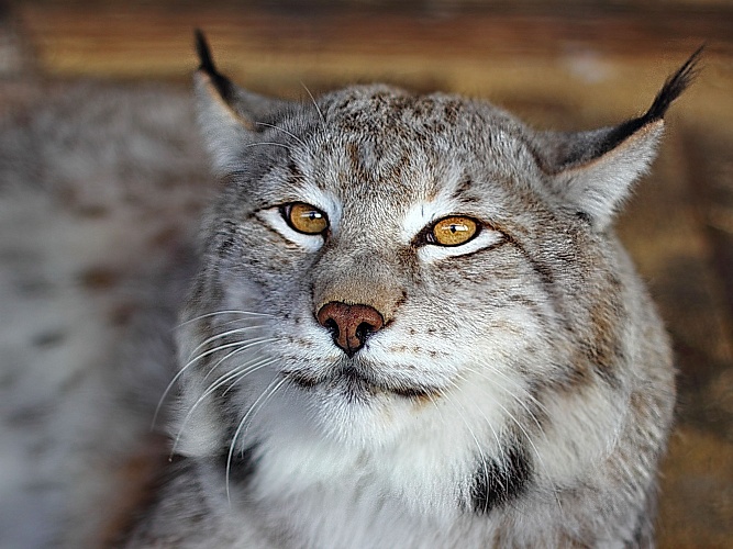 Сибирская рысь