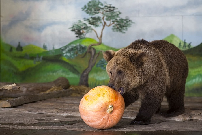 Бурый медведь