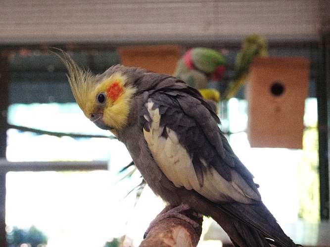 Корелла или нимфа