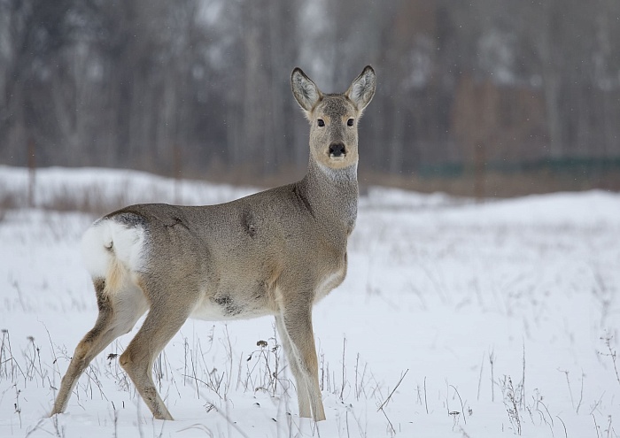 Косуля сибирская