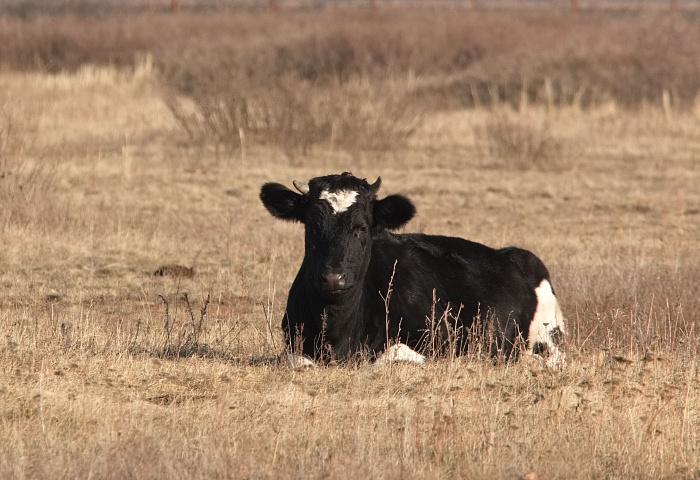 Чёрно-пестрая корова