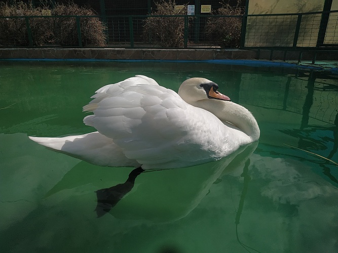 Лебедь-шипун