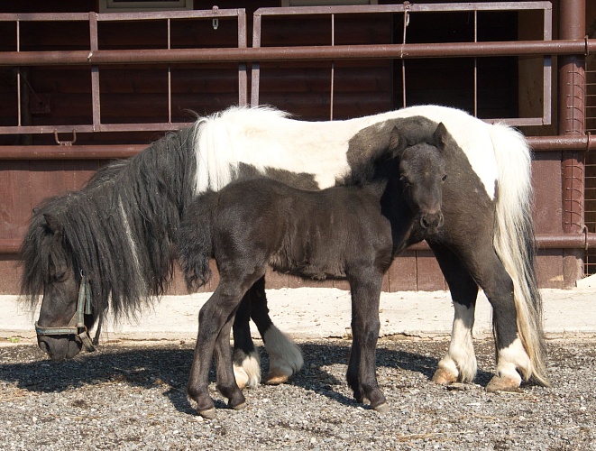 Шетландский пони