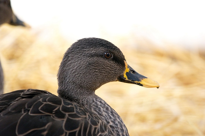 Желтоклювая кряква