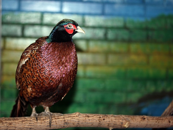 Охотничий фазан