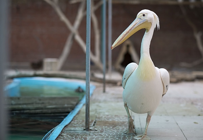 Розовый пеликан