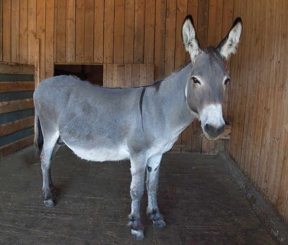 Осел домашний