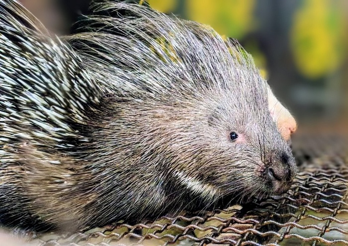 Индийский дикобраз