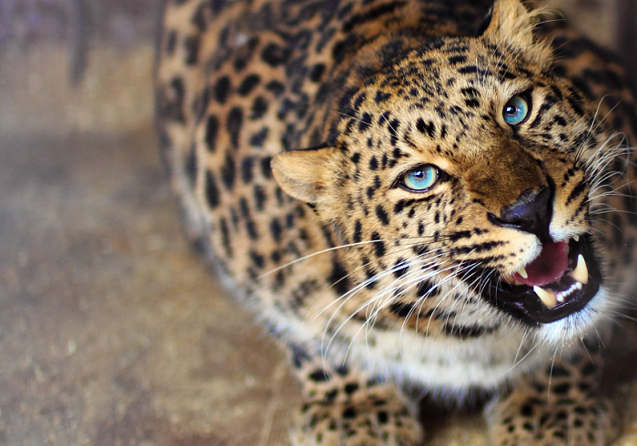 Дальневосточный леопард